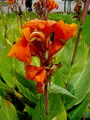 Canna Lily